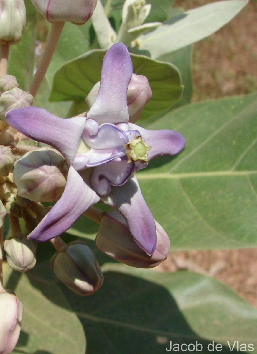 Calotropis gigantea (L.) W.T.Aiton
